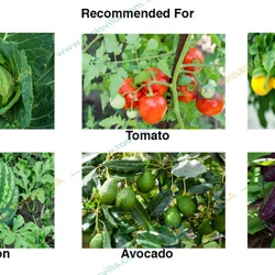 50 Pcs Insect Lures For Southern Armyworm (Spodoptera Eridania)